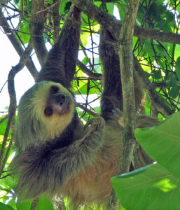 Two Toed Sloth from Costa Rica via Wikipedia. 